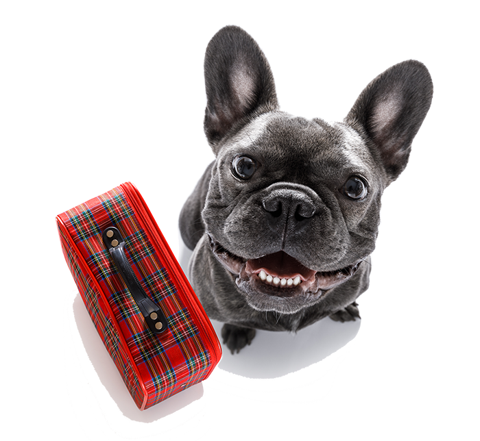 Boarding-Georgetown-Veterinary-Hospital Boarding Service