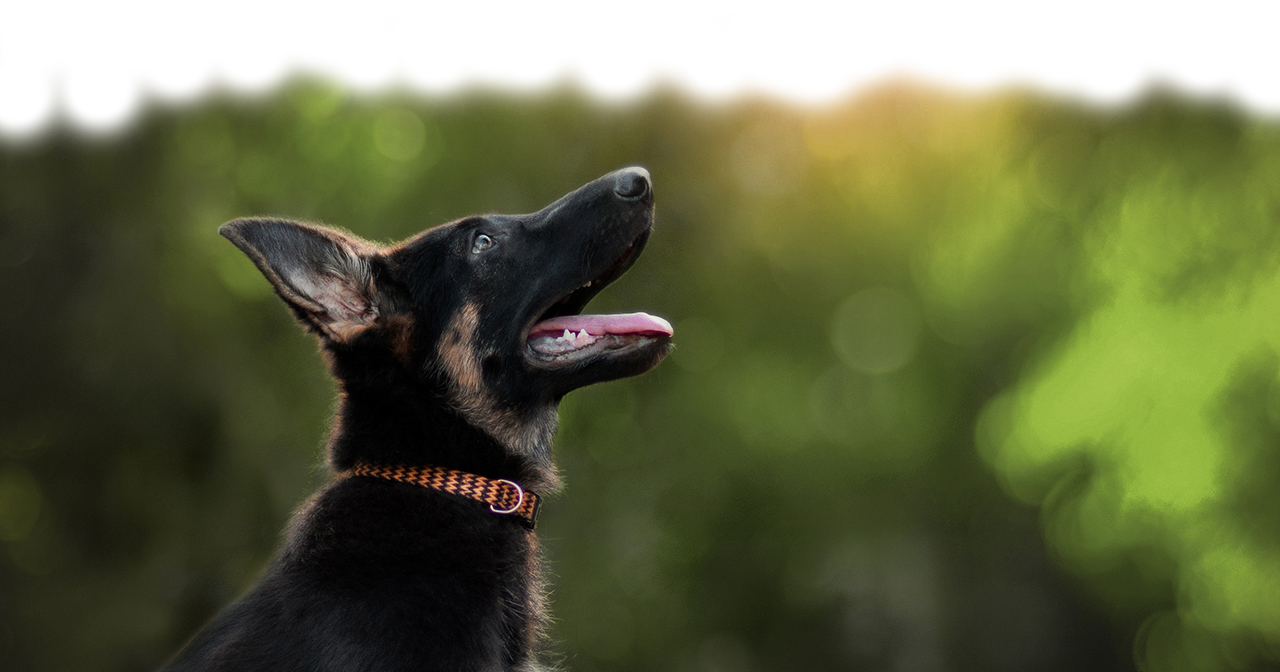 Georgetown-Vet-Hos-German-Shepherd German Shepherd