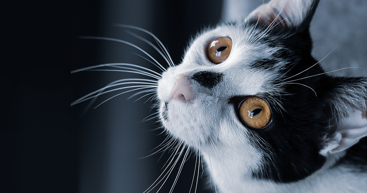 Georgetown-Veterinary-Hospital-Charlottesville Cat