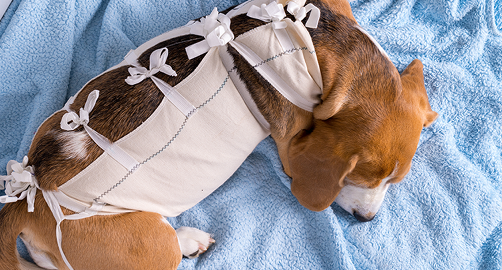 Surgeries-Georgetown-Veterinary-Hospital-Charlottesville Dog Surgery